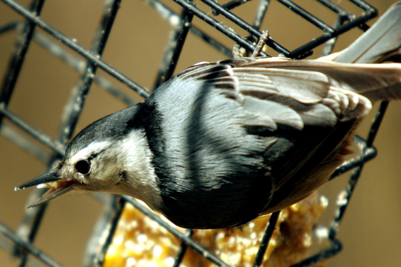 Woodpecker 3 